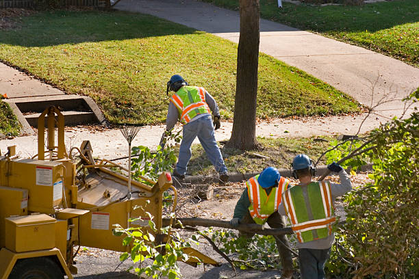 Best Palm Tree Trimming  in Las Lomas, CA